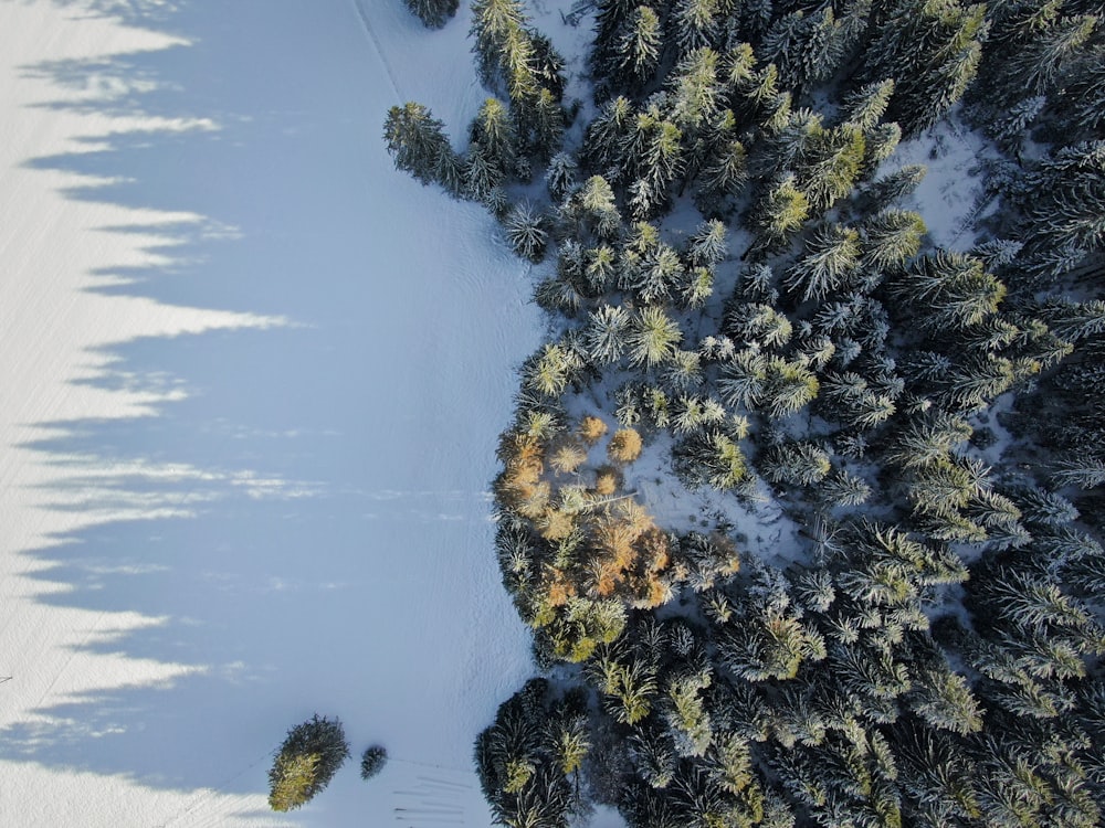 aerial view of pine trees and field covered with snow