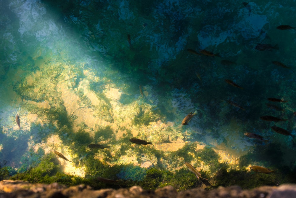 shoal of brown guppies underwater