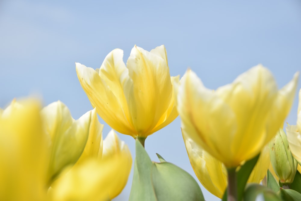 yellow and white flowers