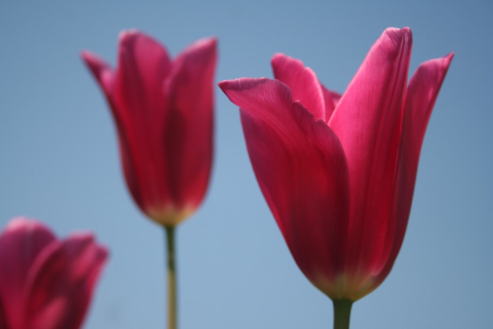 three pink tulips flowers