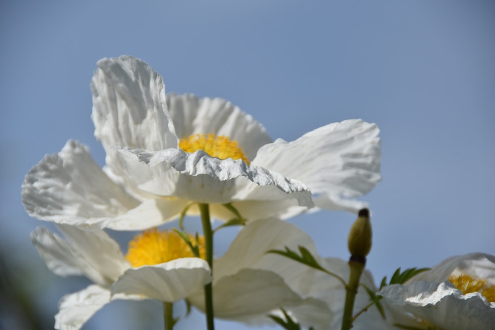 white petaled flower photograhpy