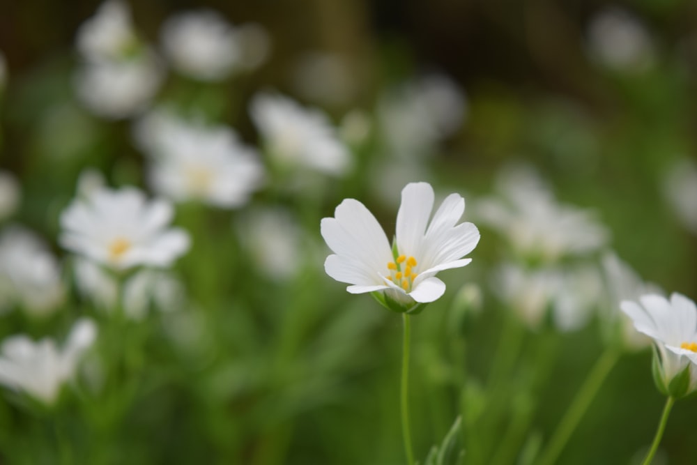 field of white petaled flower