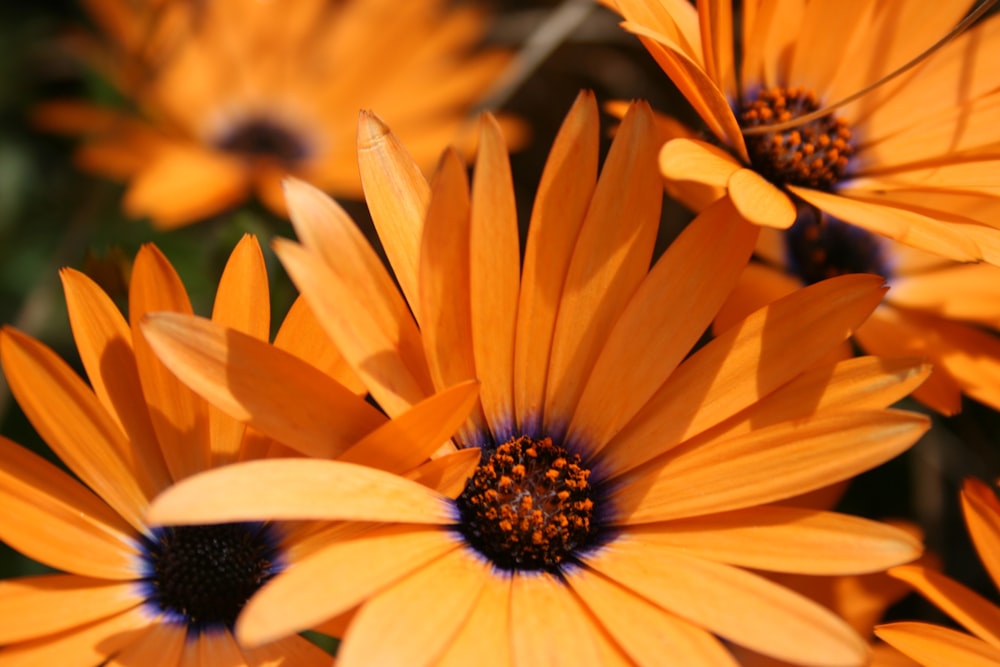 closeup photography of orange petaled flowers