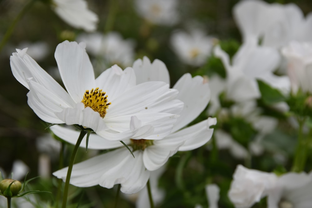 selective focus photography of white daisies