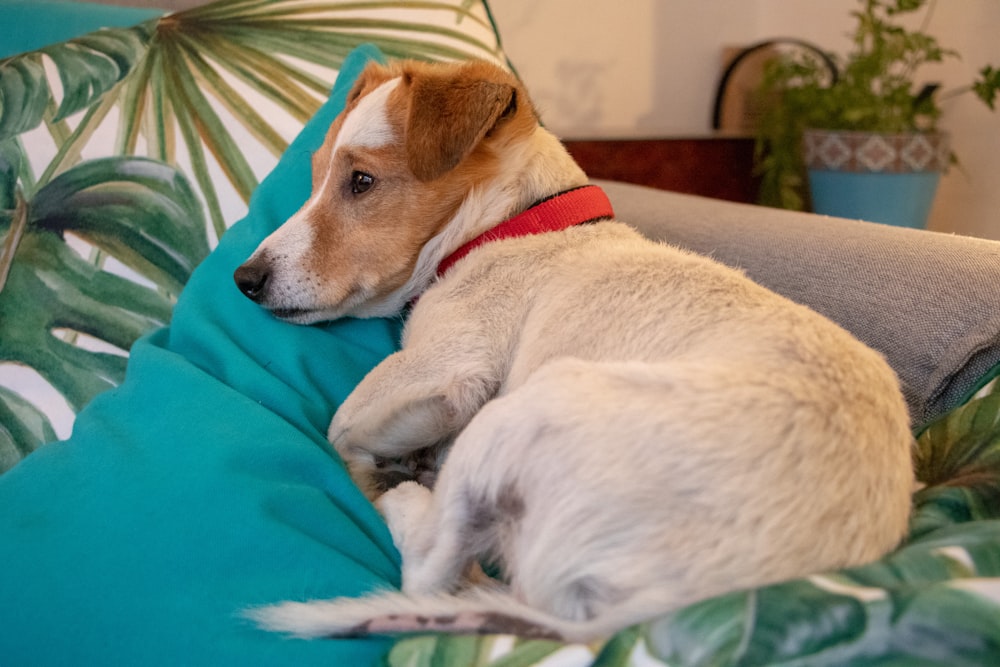 short-coated white and brown dog lying on blanket