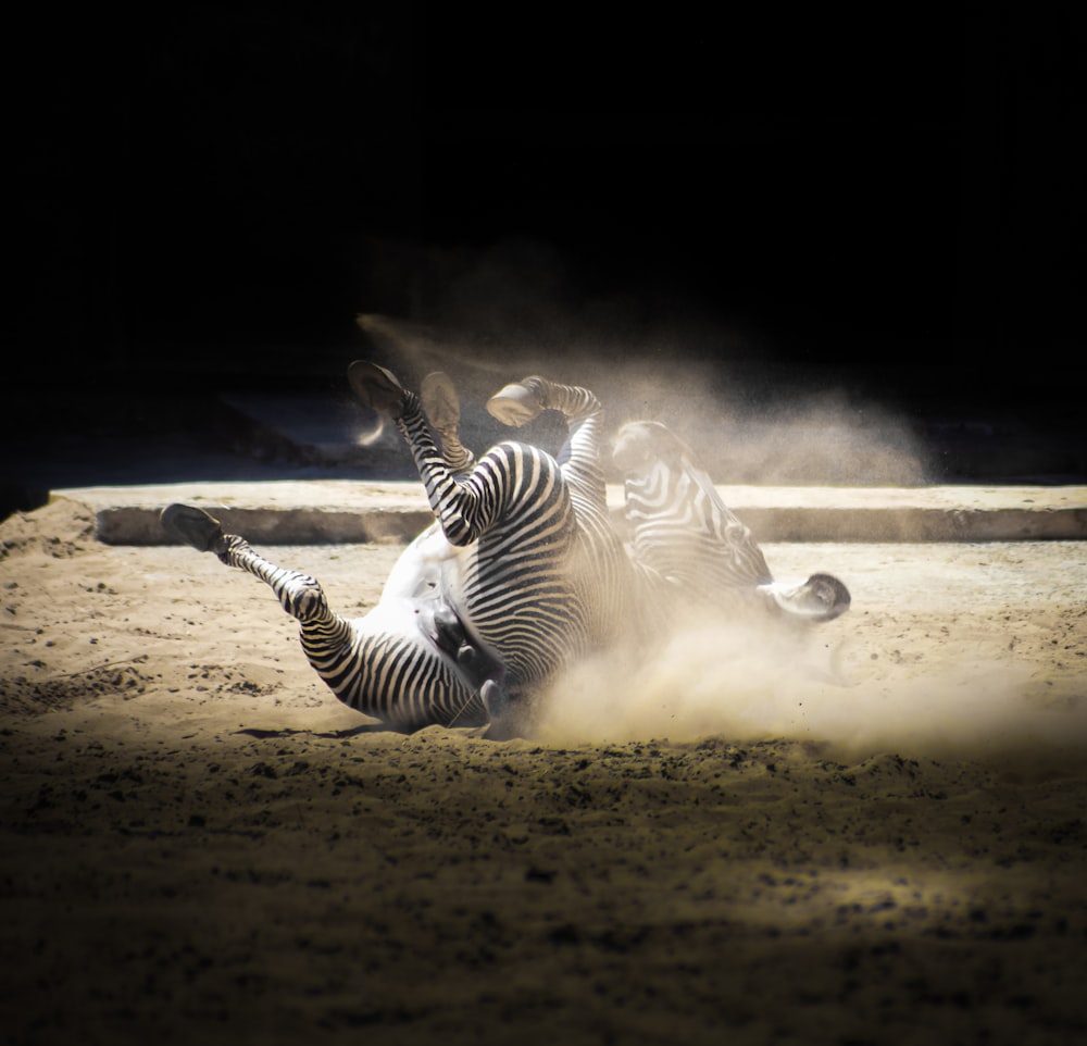 Fotografia da vida selvagem da zebra deitada