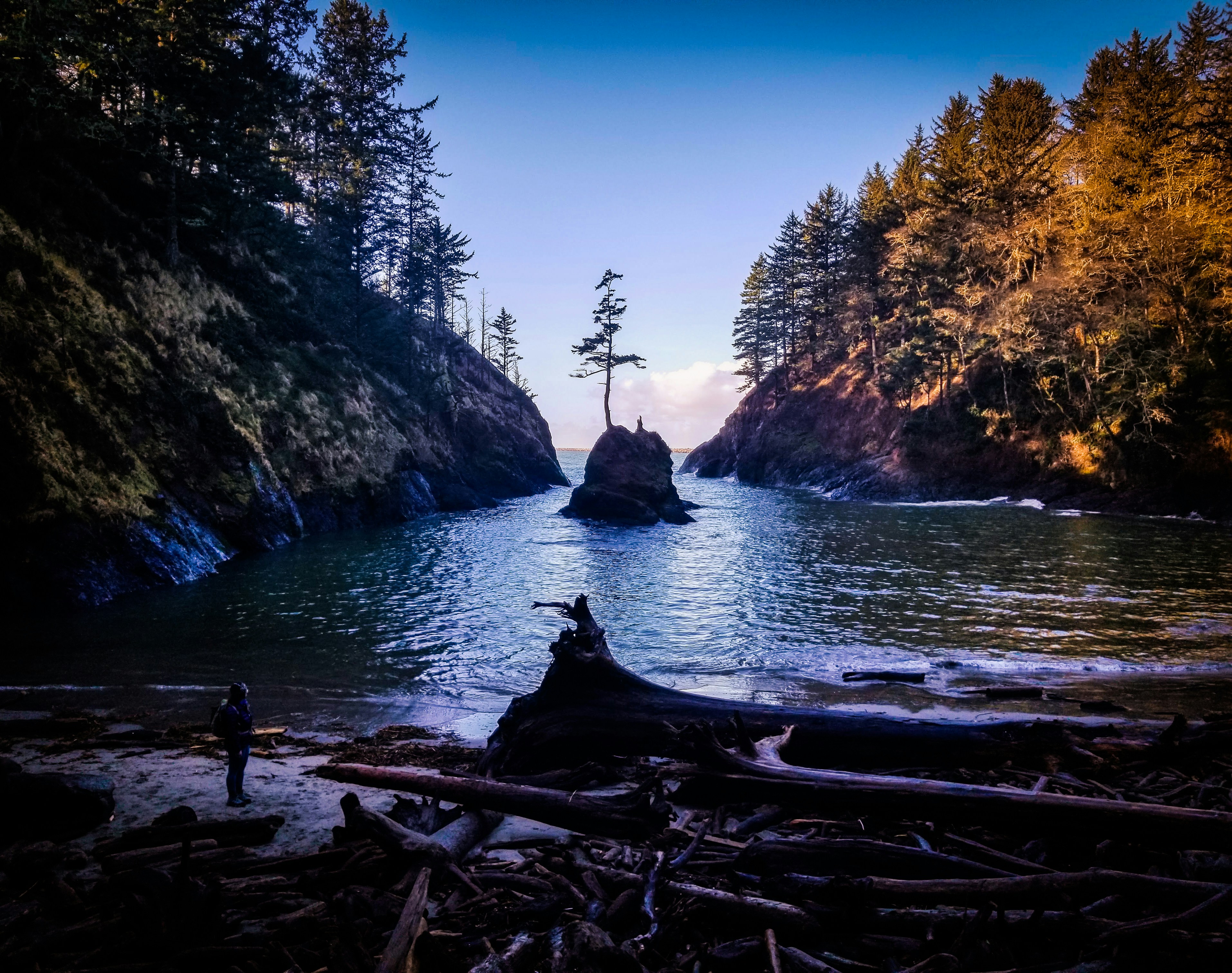 river cover by green trees