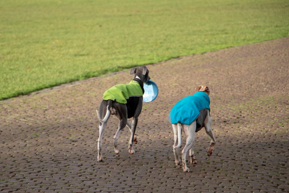 two brown and black dog in the field