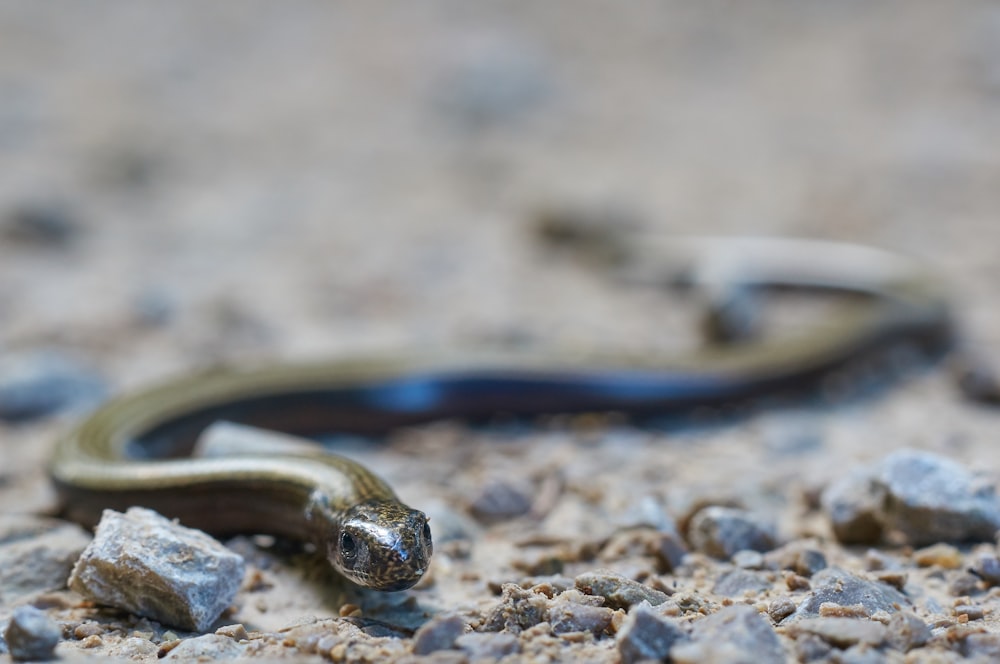 selective focus photography of brown snake