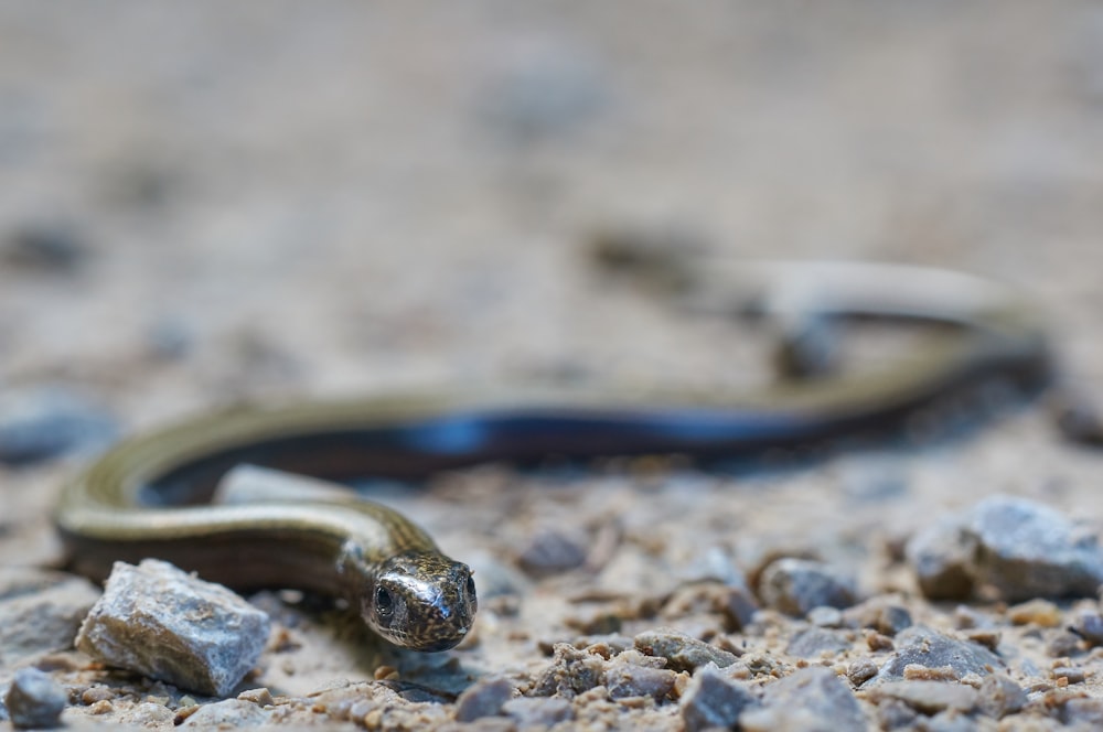 Photographie sélective de la mise au point du serpent brun