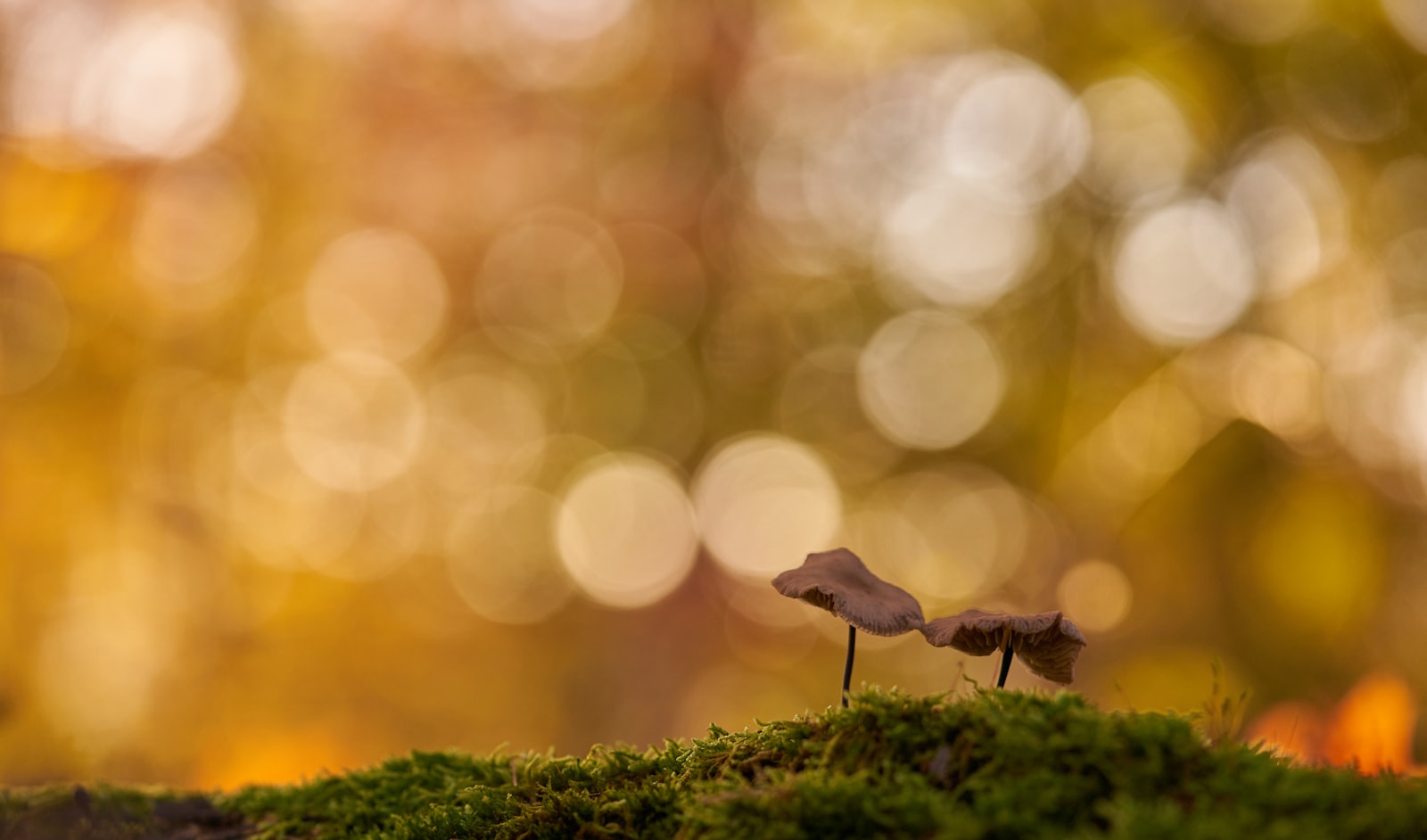 Sony a7 II + Sony FE 90mm F2.8 Macro G OSS sample photo. Green grass photography