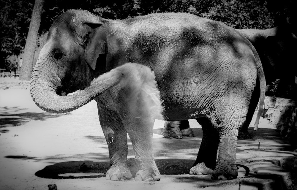 grayscale photography of elephant