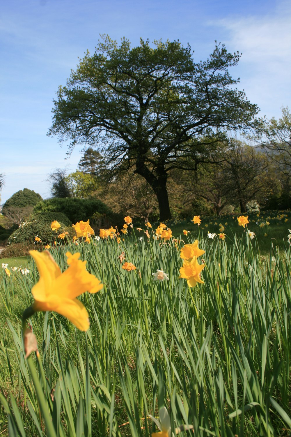 yellow flower on green grass field