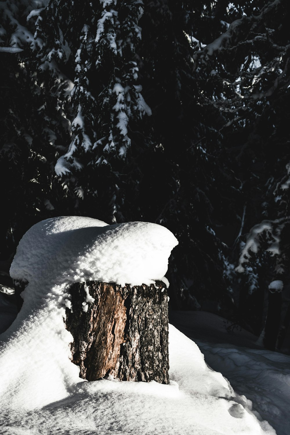 green pine tree covered of ice