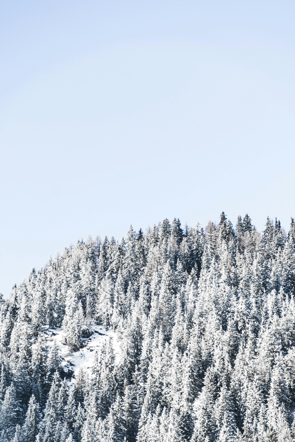 alberi coperti di neve sotto il cielo blu durante il giorno