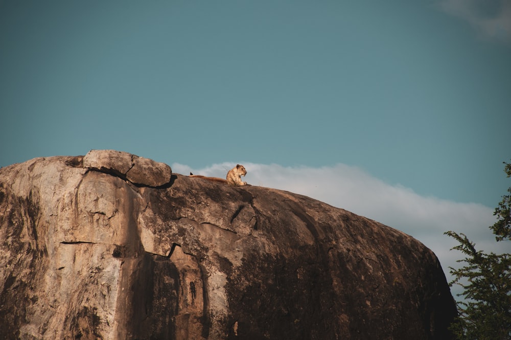 tiger lying on rock formation during daytime