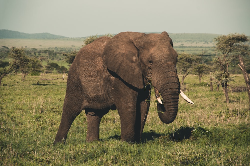 brown elephant