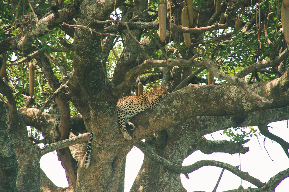 cheetah sleeping on tree during daytime