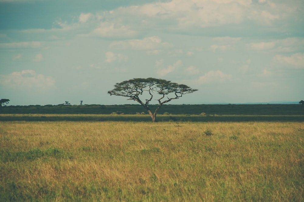 green tree in the middle of field under cloudy sky at daytime