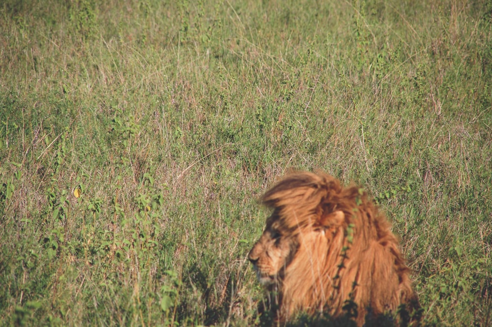 wildlife photography of brown lion