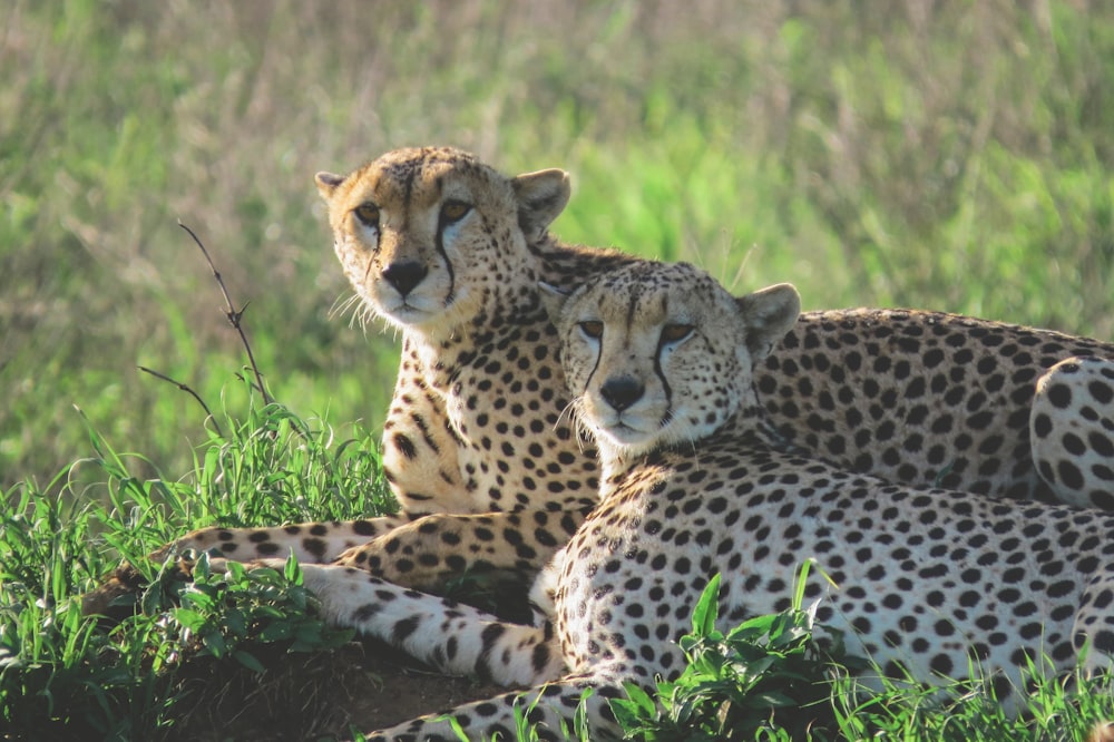 two cheetahs lying on green grass during daytime