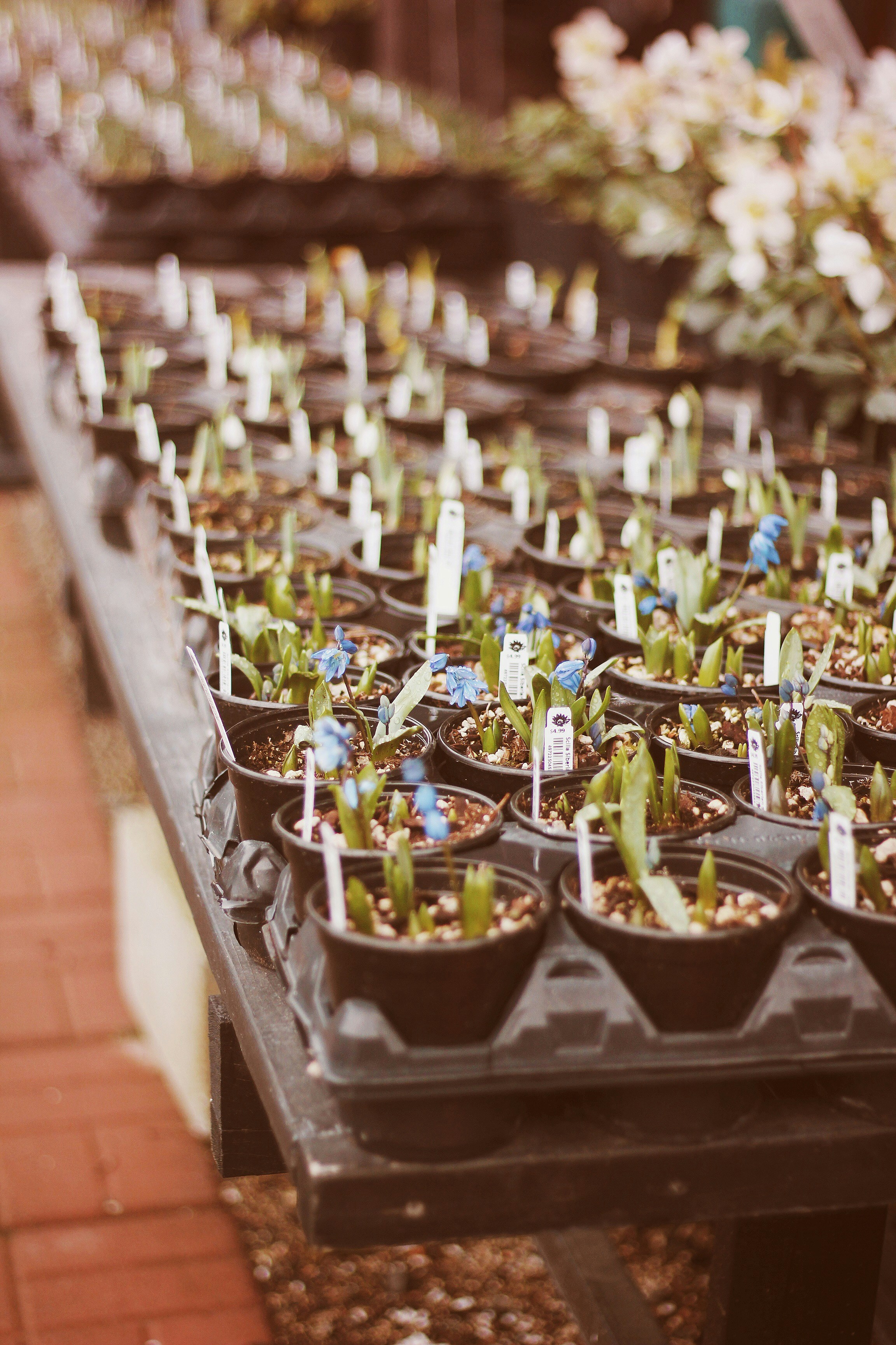 potted plants on display on tables