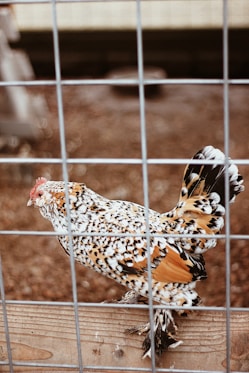 brown and black chicken in a chicken coop
