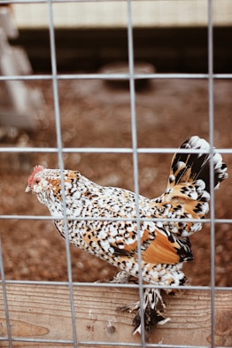 brown and black chicken in a chicken coop