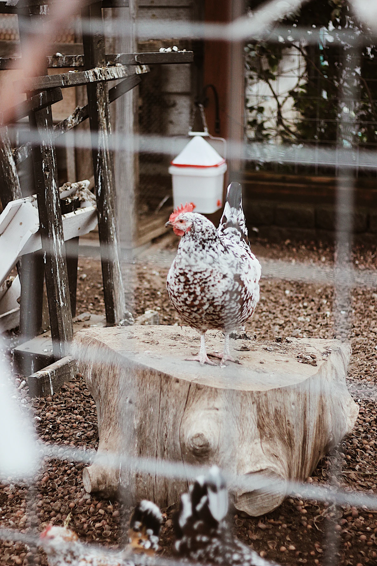 A speckled hen inside a poultry house