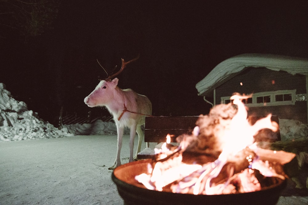 deer near bench behind fire during winter