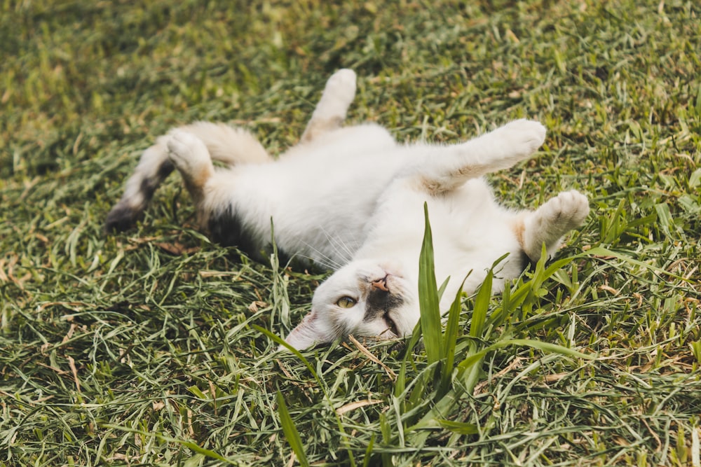 short-furred white and black cat rolling on green grass during daytime