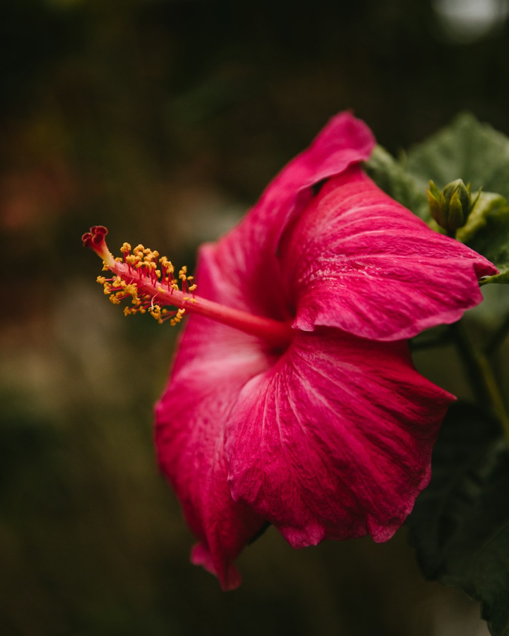 Fotografia com foco seletivo da flor vermelha do hibisco