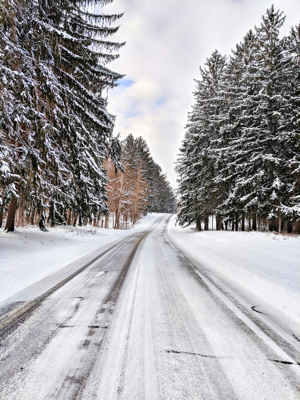 strada vuota tra gli alberi durante l'inverno durante il giorno