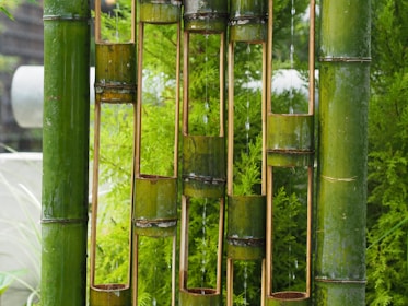 green bamboo plant in close-up photographt