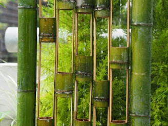 green bamboo plant in close-up photographt