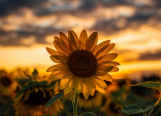 selective focus photography of yellow sunflower field during golden hour