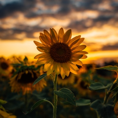 selective focus photography of yellow sunflower field during golden hour