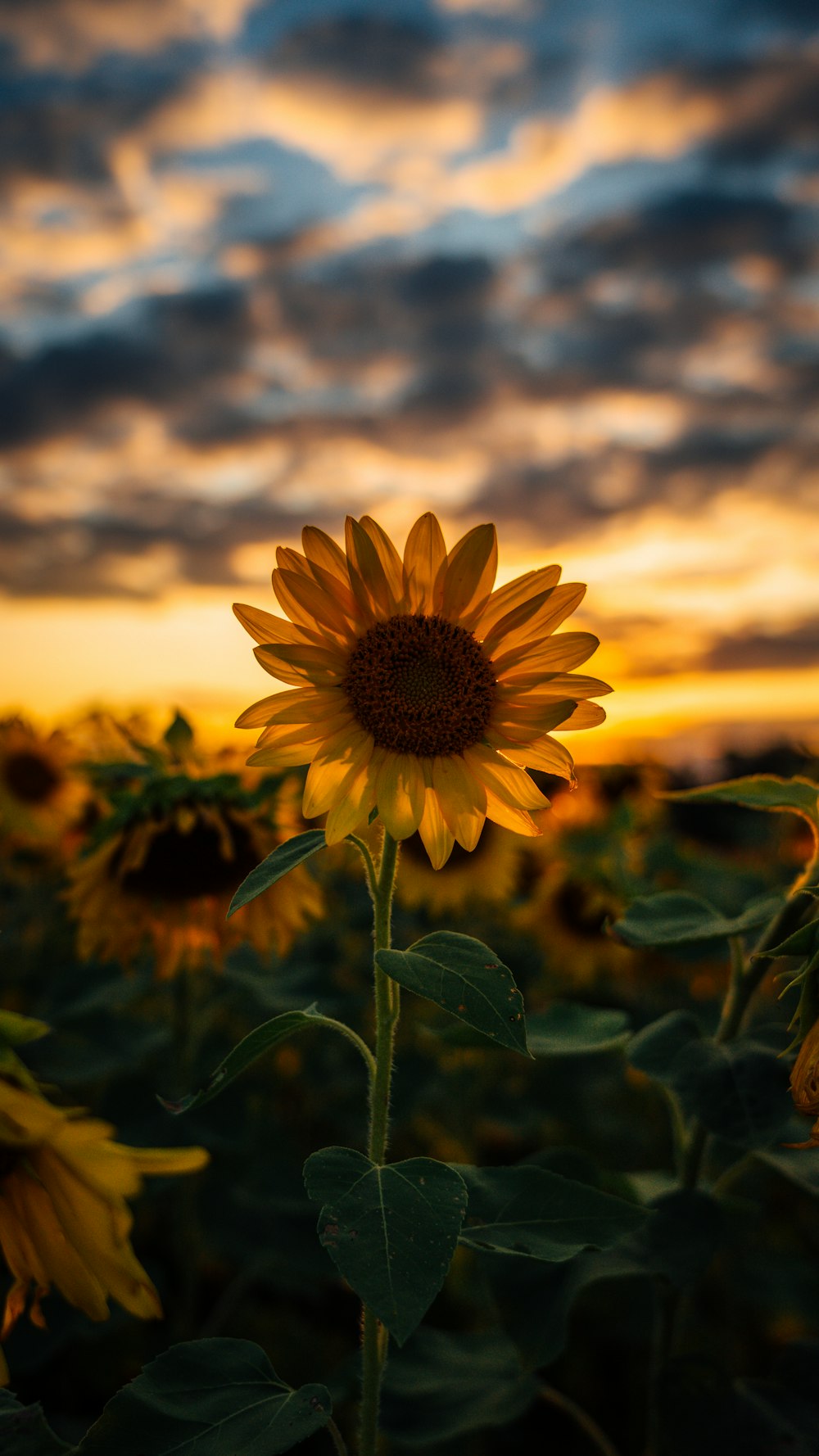 Fotografia a fuoco selettiva del campo di girasole giallo durante l'ora d'oro