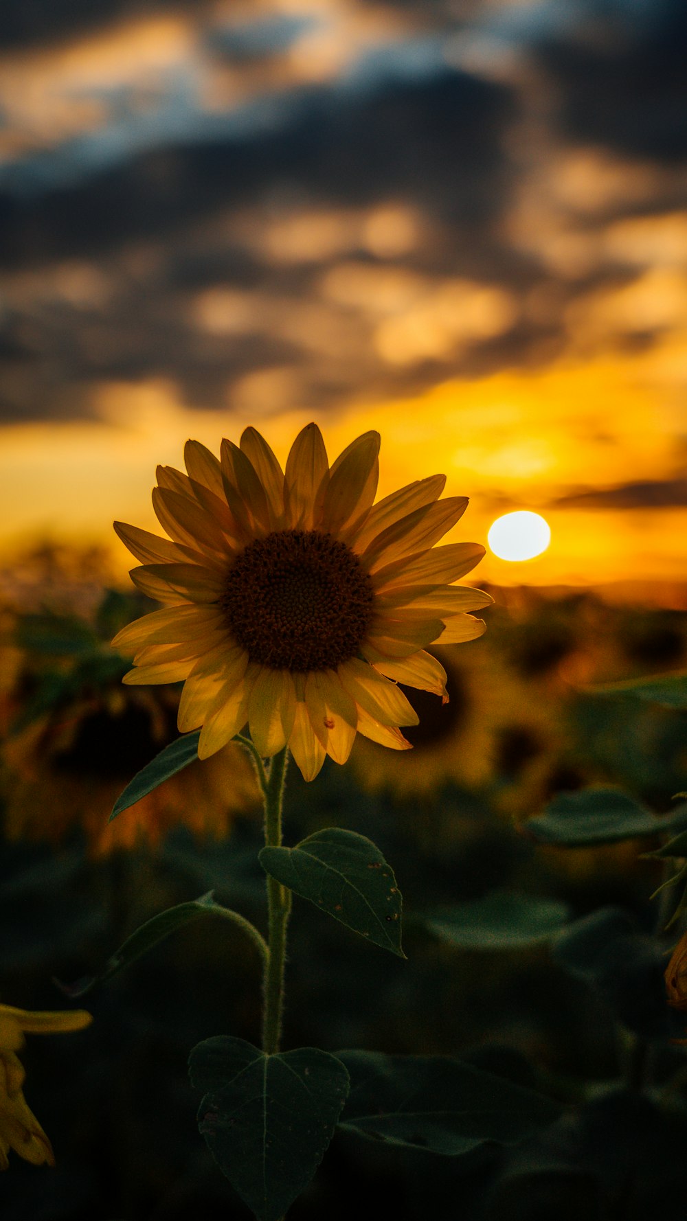 Fotografía de enfoque selectivo de girasol durante la hora dorada