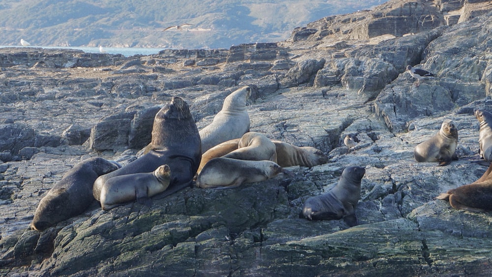 herd of sea lion