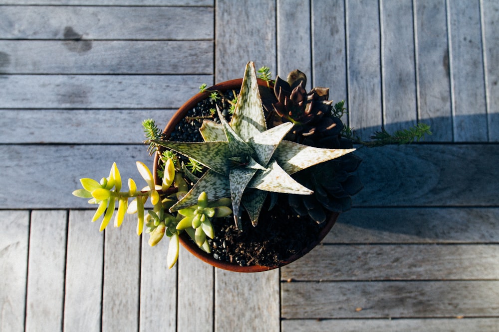 green-leafed plant