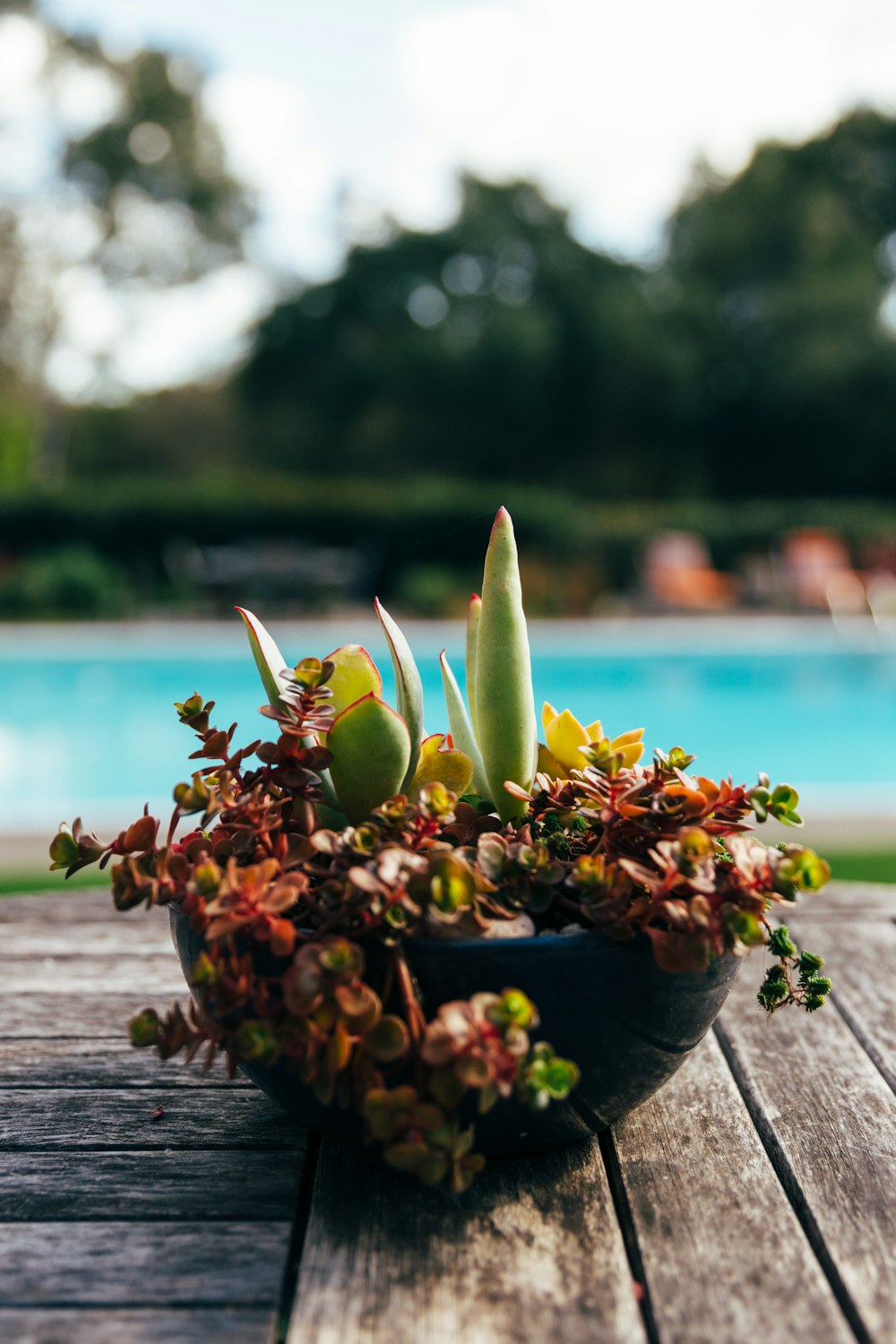 potted succulents on table near pool at daytime