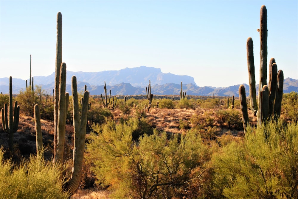 green grass and cactus