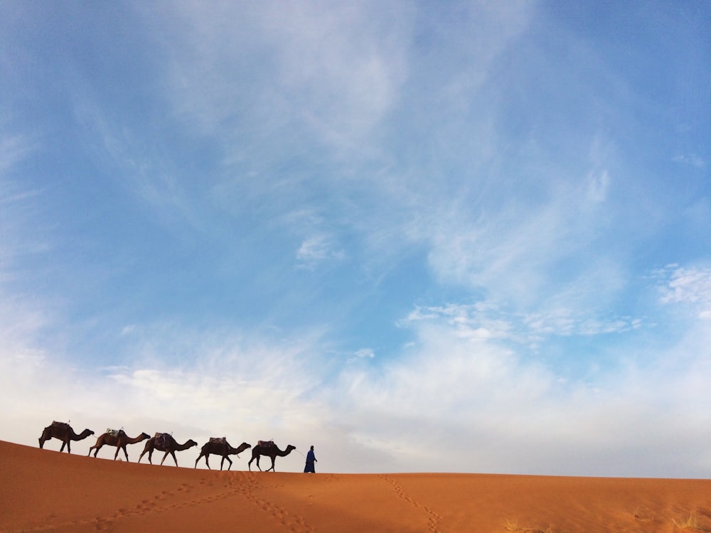 lined of camel under white clouds