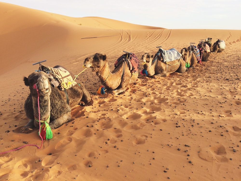 lined brown camels on desert