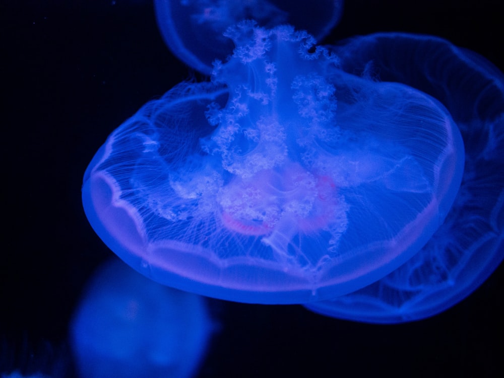 blue jellyfish