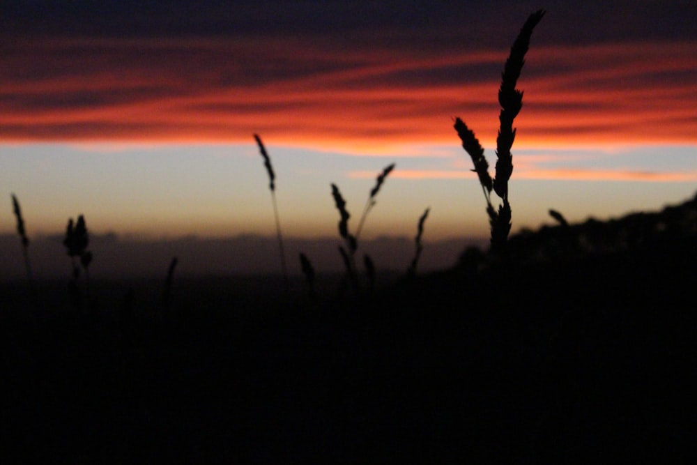 close-up photograph of grasses under sunset