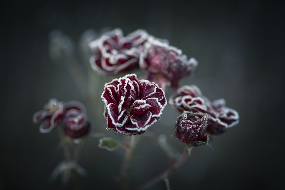 red flowers