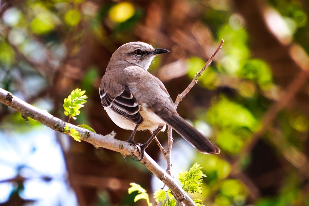 shallow focus photo of gray bird on tree branch