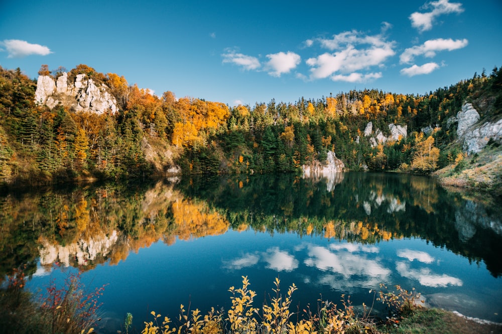 green trees near body of water under blue sky